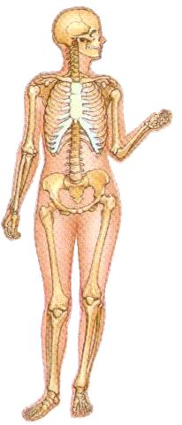 Musculoskeletal OSCEs