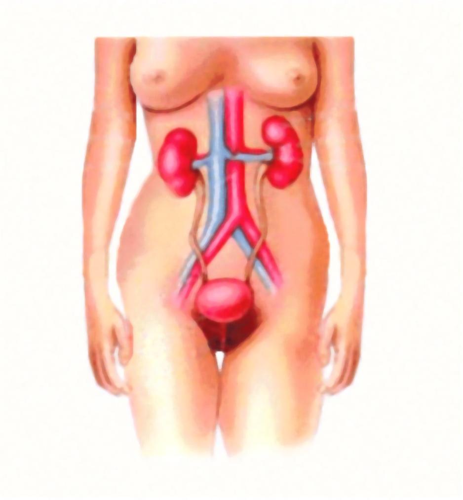 Renal System Examination - OSCE Guide, Nephrology