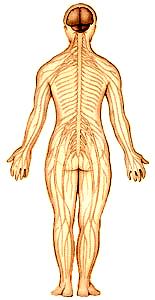 Neurology OSCEs