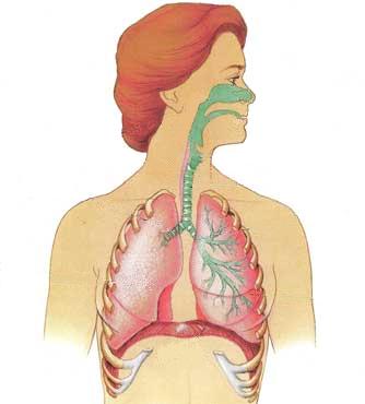 Respiratory OSCEs